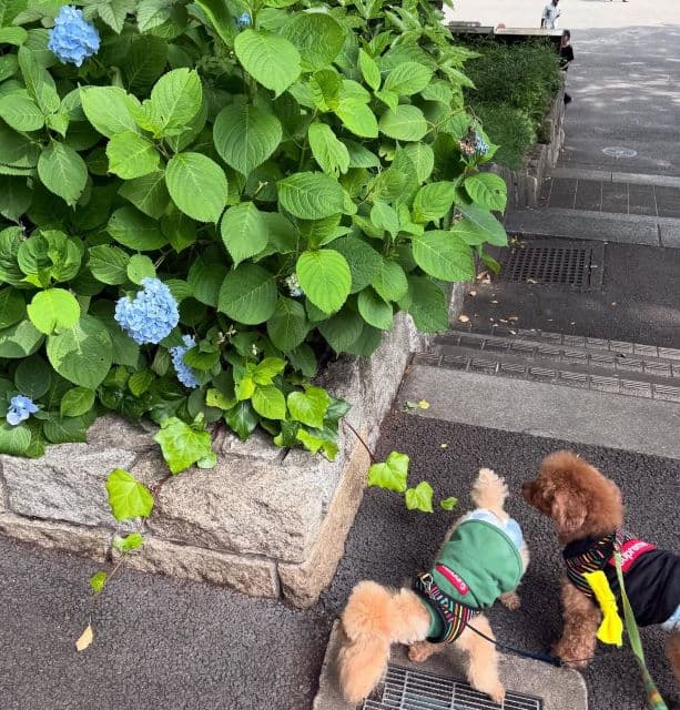 「アジサイが 咲いてました〜」彦摩呂、愛犬と散歩するほのぼのショットを公開！