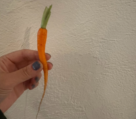 Superfly、ニンジンの間引きで自然の営みに感動