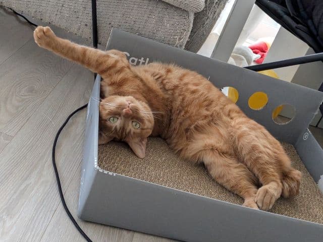 松丸亮吾、「すごい体勢で誘惑されてる」と報告！愛猫リド君の仰向けショットに反響