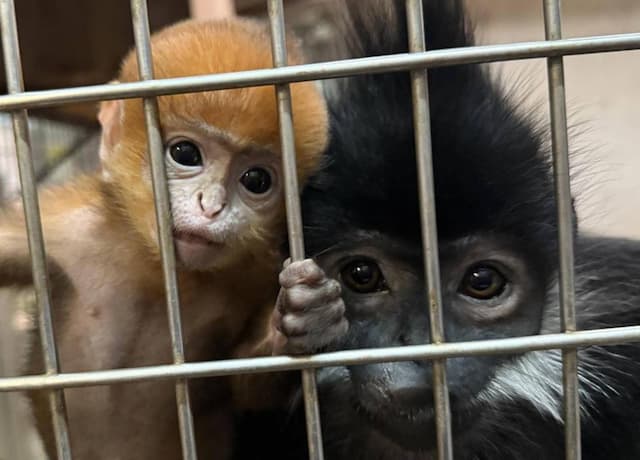 「オレンジ色の天使」誕生！ズーラシアにフランソワルトンの赤ちゃん