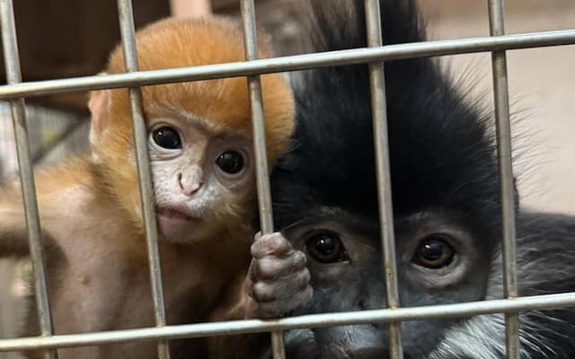 「オレンジ色の天使」誕生！ズーラシアにフランソワルトンの赤ちゃん