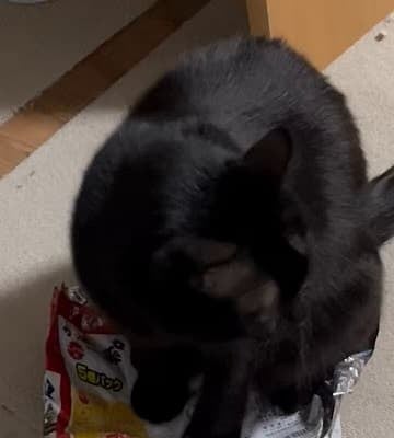 「目線合わせたままとかズルい笑」VTuberが投稿した”訳がわからないまま〇〇してみた”猫ちゃんの姿が話題に