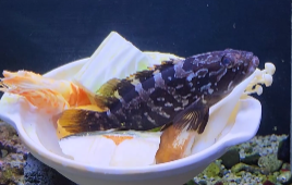 “鍋に再入浴⁉” クエの幼魚、再び話題沸騰！幼魚水族館でユニークな姿に注目集まる