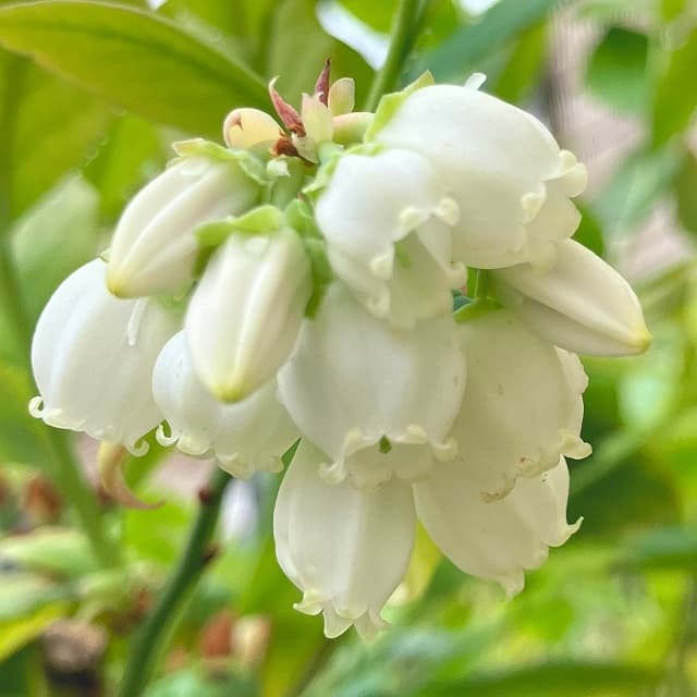 「かわいい→おいしいに」農業法人が投稿したブルーベリーのビフォーアフターが話題に