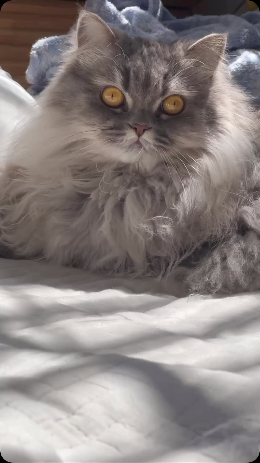 中川剛「毛玉大好き」愛猫が毛玉で遊ぶムービーを公開