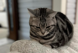 沢村一樹、愛猫の“お気に入りスポット”公開！可愛すぎる姿にファン悶絶！