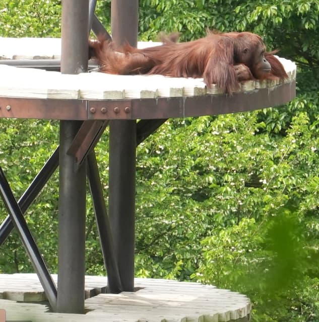 多摩動物公園のオランウータン、上から人間観察中？　空中リラックスタイム