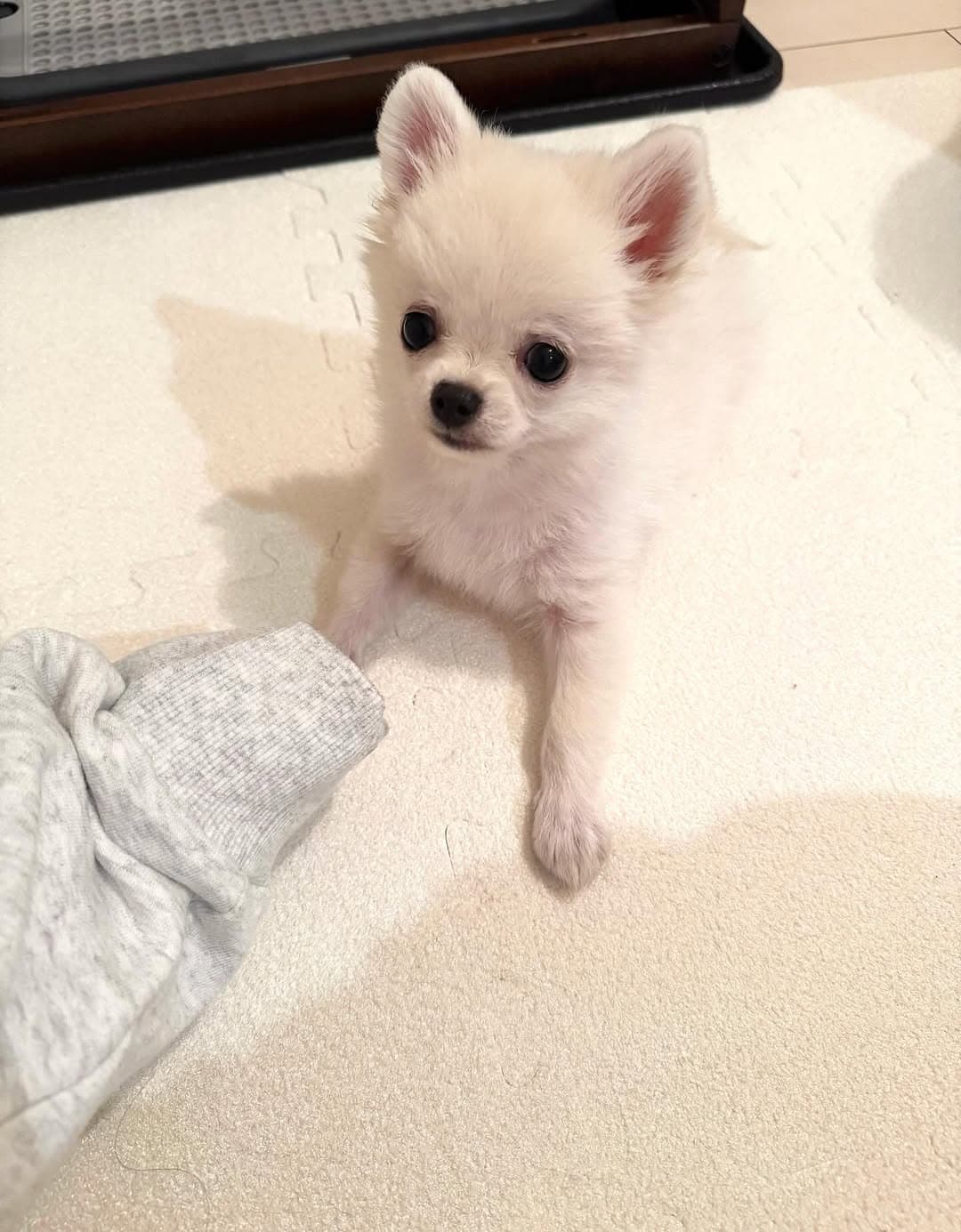 元AKB48・込山榛香が愛犬のショットを披露「毎日可愛さが更新されていきます」