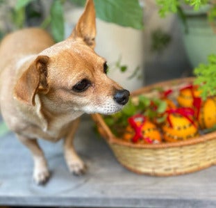 結城アンナ、模様替えした“広々テラス”を披露「MrGが来てくれました」