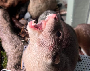 不思議な食べ方に注目集まる！サンシャイン水族館のカワウソが“上向きエサタイム”