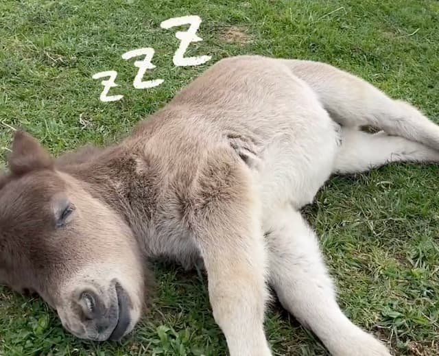 天使すぎ！ミニチュアホースの赤ちゃん、無防備すぎる寝落ち姿にキュン死寸前