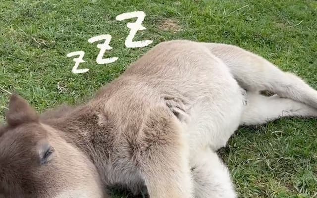 天使すぎ！ミニチュアホースの赤ちゃん、無防備すぎる寝落ち姿にキュン死寸前