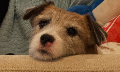 真木よう子、愛犬のくつろぎショット公開！ファン「場所変わりたい…！