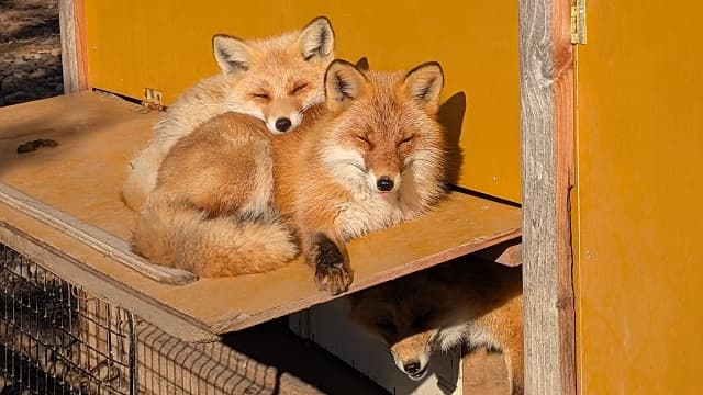 「目が癒やされました」北きつね牧場が姉妹のようなきつねの”可愛いひととき”ショットを投稿