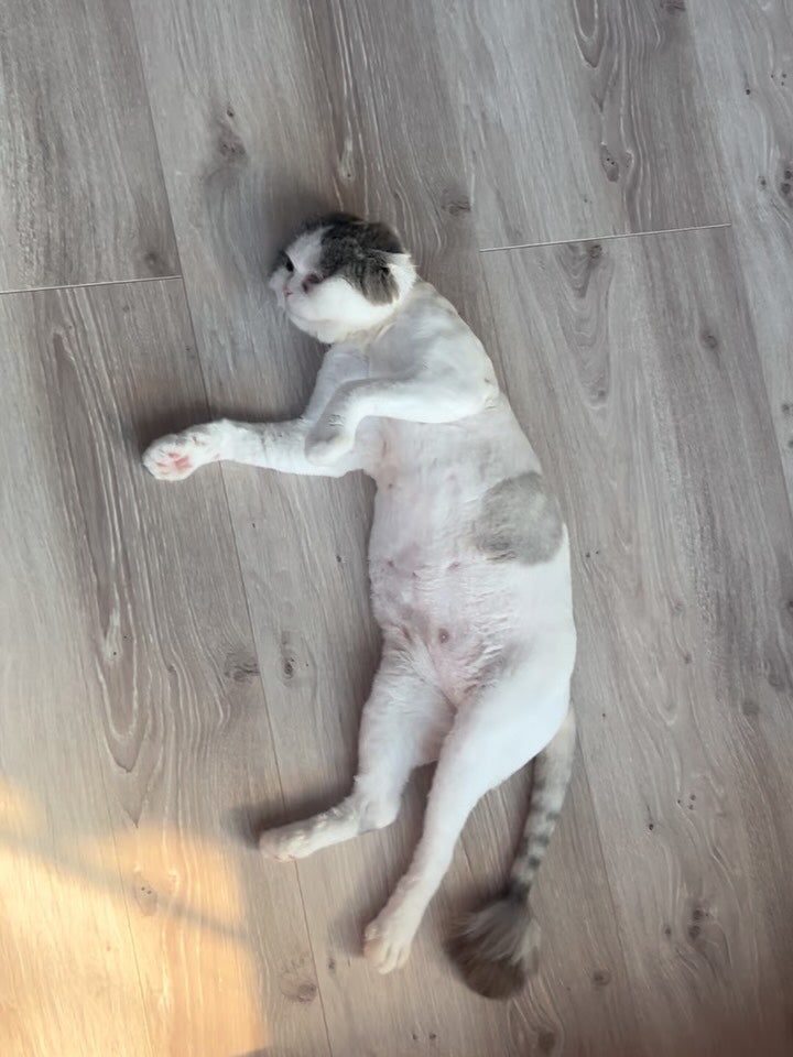 新喜劇女優の愛猫、お腹見せゴロゴロで「可愛すぎる」と反響