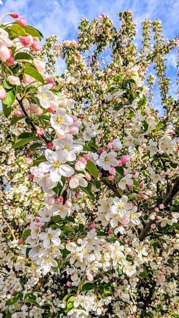 「桜は散り始めたけど…」リンゴの花の息を飲む美しさを農家が紹介！