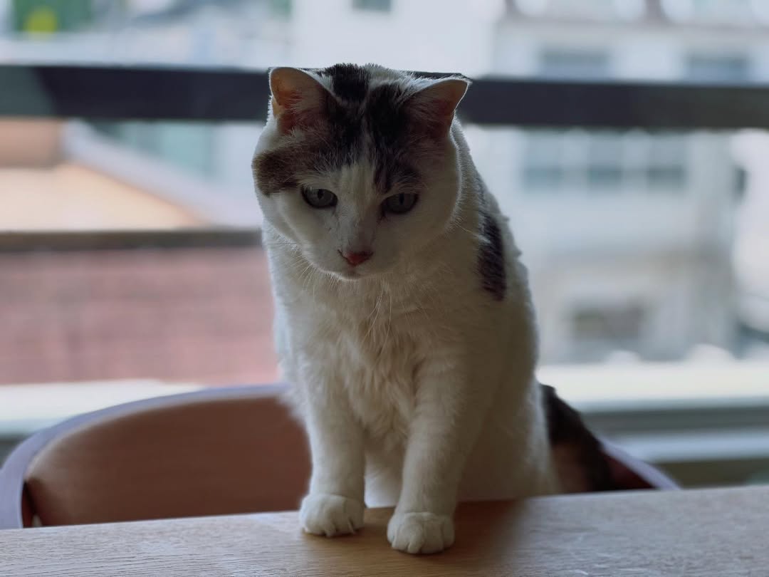 麻生要一郎、愛猫のちょっかいショットを公開　「仕草が可愛すぎる」と話題に