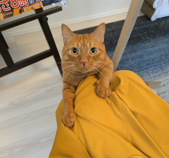 「そろそろ構えと怒られてる」松丸亮吾が愛猫リドの様子をシェア