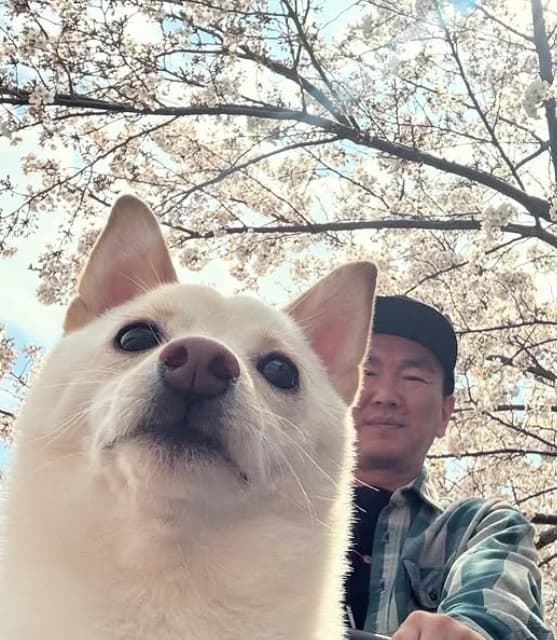 「めっちゃいい構図」かまいたち・山内健司 愛犬とのお花見写真が可愛いと話題に！