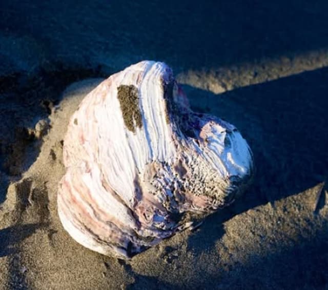 こんなに綺麗な貝殻ってあるんだ・・・SixTONES・京本大我の写真が「素敵」と話題に！