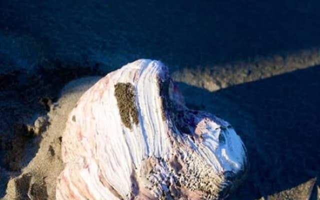 こんなに綺麗な貝殻ってあるんだ・・・SixTONES・京本大我の写真が「素敵」と話題に！