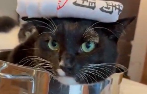 藤あや子、愛猫の“まさかの姿”に笑い「五右衛門風呂のおじさんに…？」