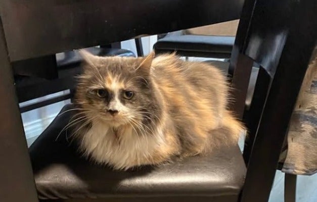 「物凄く良い子」杉田かおるが猫の『カドウ』に久しぶりに会う！