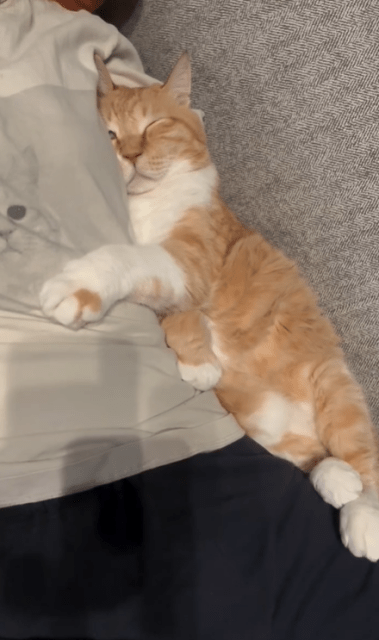 「つぶれ顔の可愛さよ」しょぼん顔の保護猫ぐっぴー「密着200%」動画が可愛すぎる！