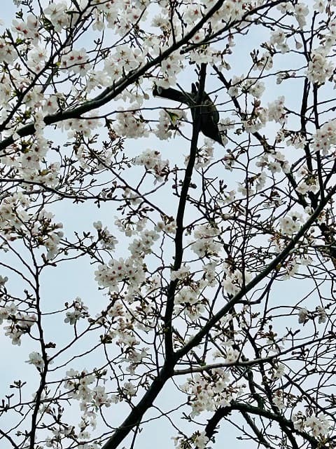 心霊スポットにも春の訪れ!?怪談師・川奈まり子が桜の蜜を吸う小鳥を発見