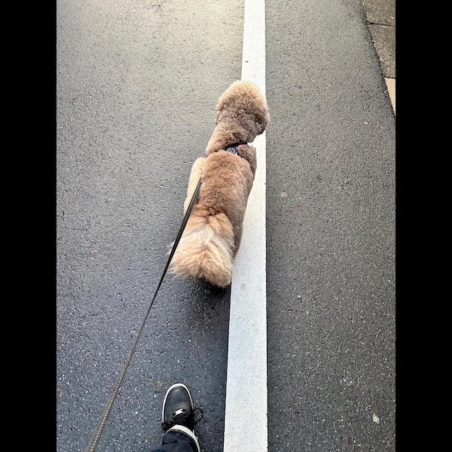 木村拓哉が愛犬と雨上がり散歩🌈「やっぱり同じタイミングになるんですね。」