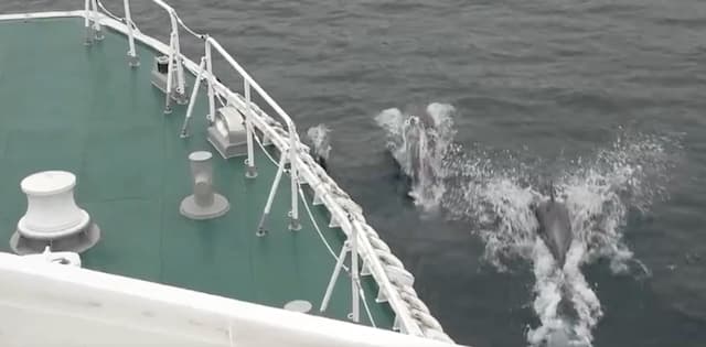 巡視艇とイルカの群れが並走　海上保安庁が貴重な映像公開