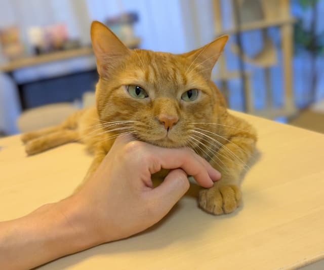 「少しふてくされてて可愛い」家をあけて構って上げれなかったときに見せる猫の表情は？