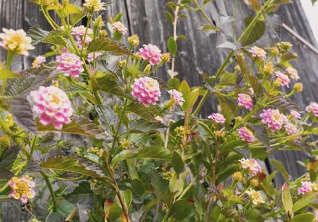 「不思議と笑顔になる」「素敵な写真」 SixTONES・京本大我の写真が高評価の嵐！