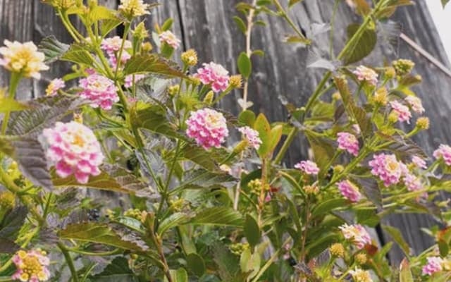 「不思議と笑顔になる」「素敵な写真」 SixTONES・京本大我の写真が高評価の嵐！