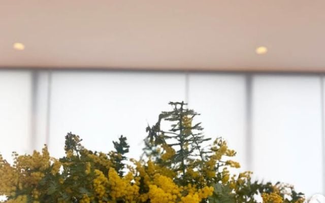 3月8日はミモザの日！氷川きよしが育てる美しいミモザを公開