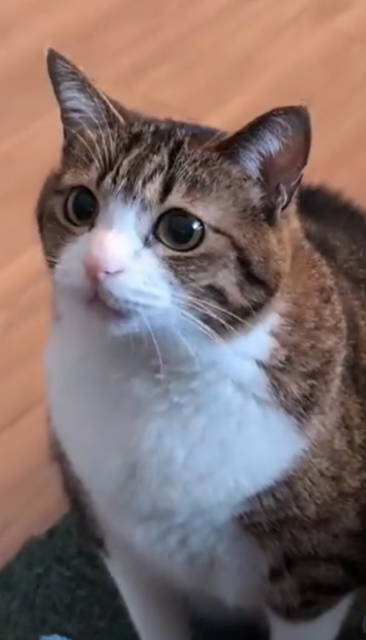 猫のマシンがトークが可愛すぎ！Suzume Catの最新ネコ動画が「おしゃべりしたいにゃ」と話題に！