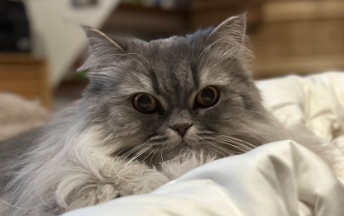 「この目ヂカラ、たまらん…！」中川剛が愛猫・まるこショットを公開！ファンから絶賛の嵐