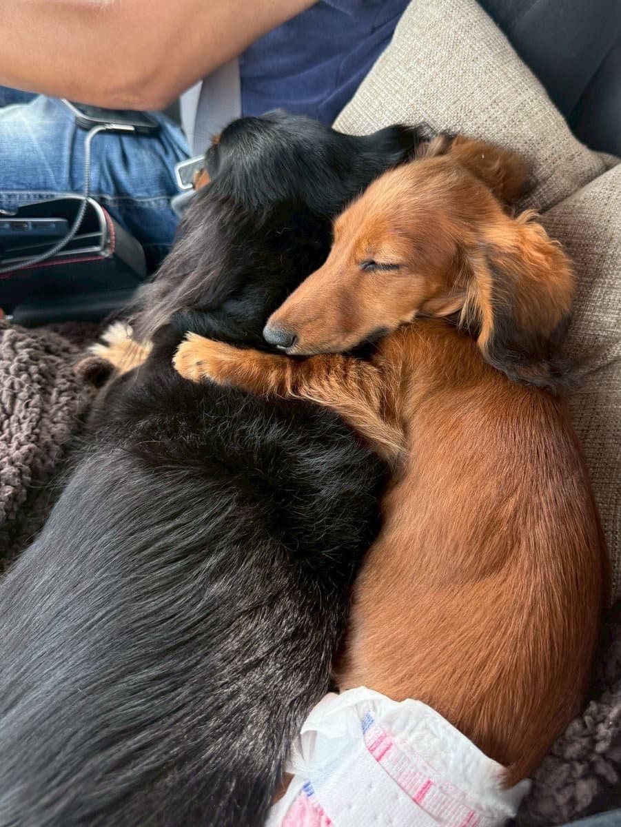 “すしらーめんりく、愛犬たちの仲良しショットを公開” 癒やしの投稿に反響