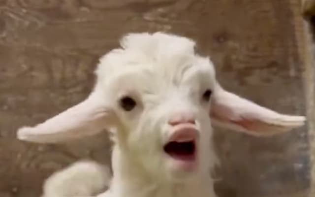 「きゅん」が止まらない！六甲山牧場のふわもこ双子ヤギ、ついに公開