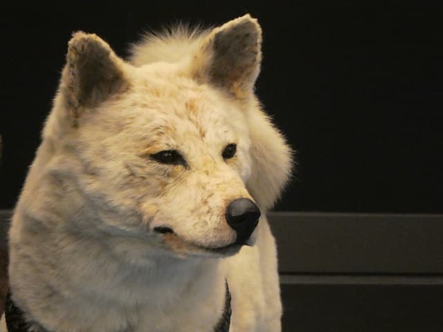 4月8日は”忠犬ハチ公”の日！国立科学博物館がハチ公の剥製標本を紹介
