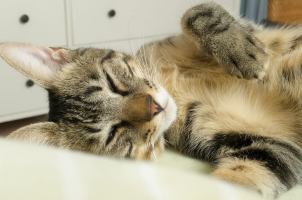 岡本夏美、愛猫との朝にファンも癒される「最高の目覚め！」