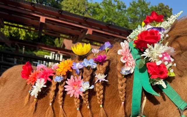 きらきらポニーに胸キュン！市川市動植物園のベニーちゃん、お誕生日おめでとう