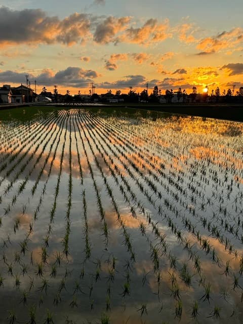「空が田んぼに溶けて…」富山の夕方の田園風景が美しすぎると話題に