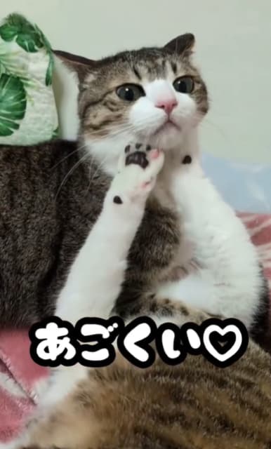 猫が猫にあごくい！？Suzume Catの最新動画が「可愛いお二人さん！」と話題に！