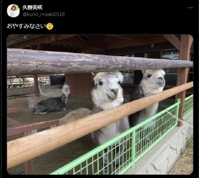 「良い夢見られるかも？」人気声優が夜にアルパカの写真を投稿