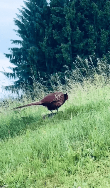「度々雄叫びを上げておいでです。」中谷美紀、