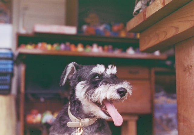 竹内涼真の「I love ねっちゃん」に全力共感、幸せそうなこの笑顔に心奪われずにはいられない