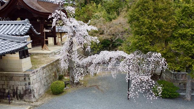 「完全に“降臨”してますね」光明寺が龍のような桜の写真を投稿！美麗な姿に絶賛の嵐