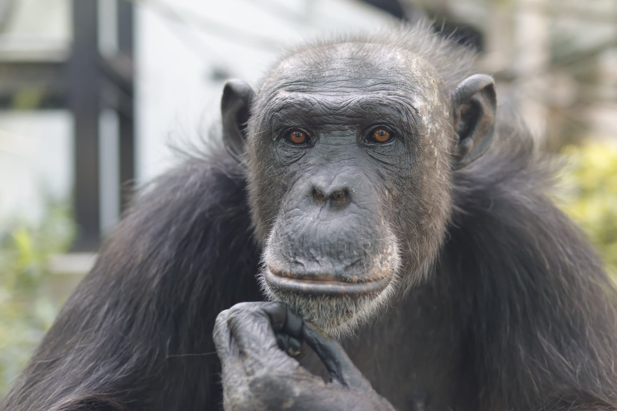 「ナナ、お嫁に行きます！」人工哺育チンパンジーの旅立ちにじんわり