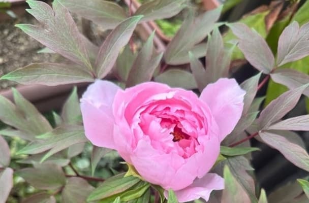 「私、一番好きです。」市川海老蔵の投稿に心奪われる人続出！